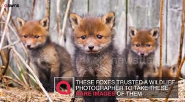 Enchanting images capture a rare glimpse into the lives of wild foxes