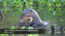 Giant Otter (Pteronura brasiliensis)