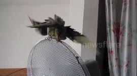 Bird cools down with floss dance moves in mini heat wave