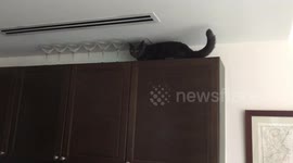 Cat gets a bad case of the 'spookies'