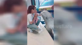 Baby cries after being kissed by beluga whale