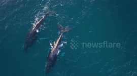 Beautiful drone footage captures the tender mating ritual of humpback whales