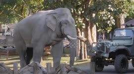 Rangers patiently dealing with a bull Wild Elephant that was trying to steal food in Khao Yai National Park, Thailand.