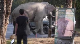 A stand-off between Rangers and a Wild Bull Elephant in Musth, Khao Yai National Park, Thailand. Part2