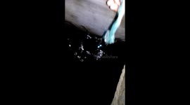 Saves a black cat that falls into a tub of water and gets trapped in the dark