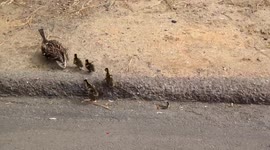 Mom Duck Crosses street with Baby Ducklings on Mother's Day