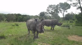 Up close and personal with White Rhinos