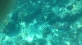 Snorkeling in the Bahamas - UnderWater World