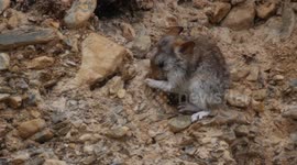 Glover's Pika (Ochotona gloveri) on the Tibetan Plateau.