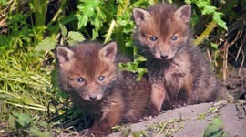 Newly emerged Red Fox Cubs - Vulpes vulpes