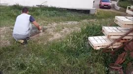 Wild rabbit caught by hand