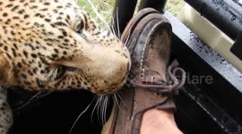 Fearless tourist lets leopard get far too close to him