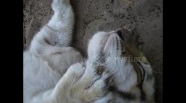 Golden tiger cub sleeps in the most adorable way!