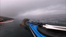 Wild seal tries to hop onto kayak off Isle of Man