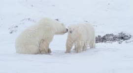 Polar bear mother and cubs in snow