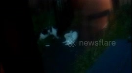 Crazy Cat Goes Matrix Style During Stealthy Retreat