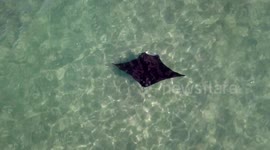 Drone Footage of  Amazing Manta Rays