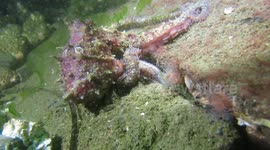 Red octopus goes hunting for food