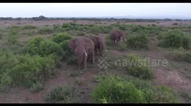 Wild elephants encounter drone in Kenya