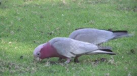 A pair of beautiful pink and grey cockatoos or Galahs eating grass