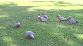 A flock of beautiful pink and grey cockatoos or Galahs eating grass