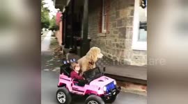 Adorable little girl takes dog on a road trip