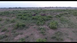 Wild Elephants examine drone in Kenya