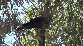 Male Carnaby’s Black-Cockatoo excavating a grub from a twig
