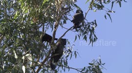 Carnaby’s Black-Cockatoo pair perching