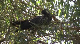 A female Carnaby’s Black-Cockatoo preening her friend’s head