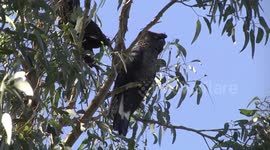 Male Carnaby’s Black-Cockatoo dozing in the afternoon