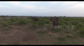 Wild elephants roam through the bush outside Kenya national park
