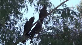 A Carnaby’s Black-Cockatoo trio perching – and having a disagreement!