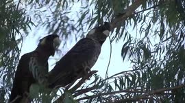 Two female Carnaby’s Black-Cockatoos were perching together -  one climbing
