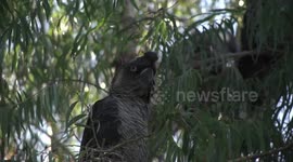 A head study of a male Carnaby’s Black-Cockatoo