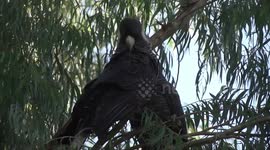 A female Carnaby’s Black-Cockatoo preening - head study