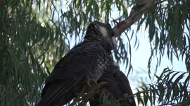 A female Carnaby’s Black-Cockatoo stretching and yawning - a head study