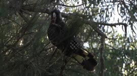 A female Carnaby’s Black-Cockatoo eating a rock-hard Sheoak fruit