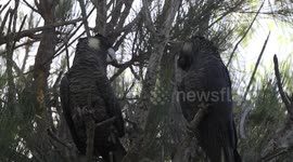 A pair of female Carnaby’s Black-Cockatoos eating rock-hard Sheoak fruit