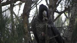 A female Carnaby’s Black-Cockatoo eating a rock-hard Sheoak fruit - head detail