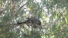A female Carnaby’s Black-Cockatoo harvesting a rock-hard Sheoak fruit