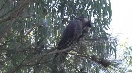 A female Carnaby’s Black-Cockatoo munching a rock-hard Sheoak fruit