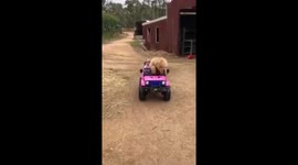 Funny Dog and Baby drive a car