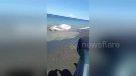 Newsflare Edit - Massive 'globster' sea creature washes up on beach in Philippines