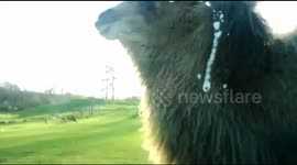 Camel sneezes all over car window!
