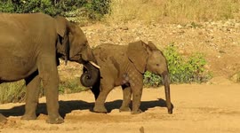 Young elephant pranks older brother by stealing from his watering hole
