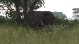 Nervous elephant displays at vehicle in Ishasha, Uganda
