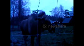 Mad Moose - v angry Elk in Sweden