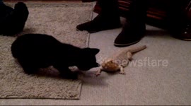 Kitten Meets Bearded Dragon for the first time
