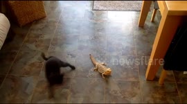 Kitten vs Bearded Dragon